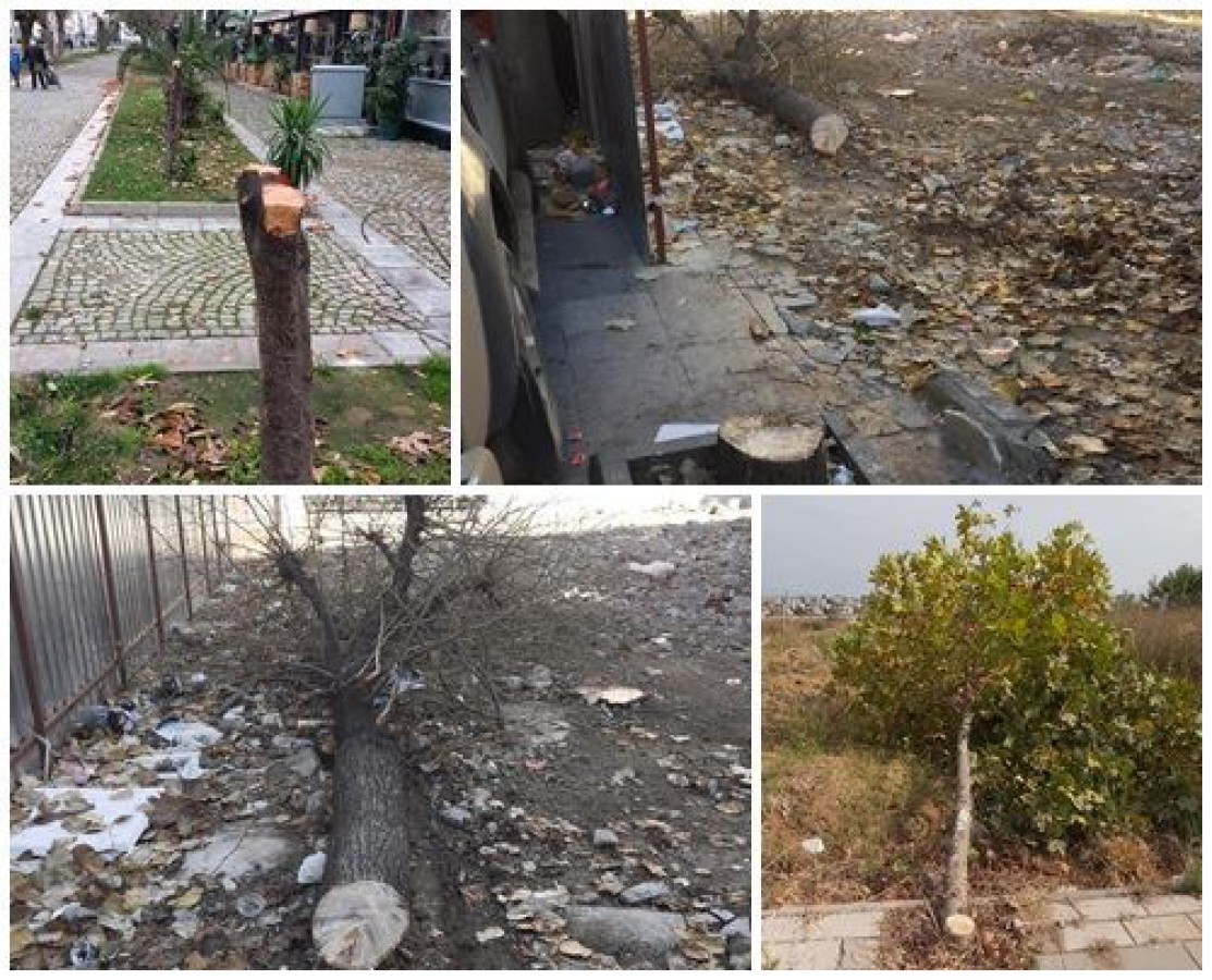 AĞAÇLARDAN NE İSTEDİNİZ