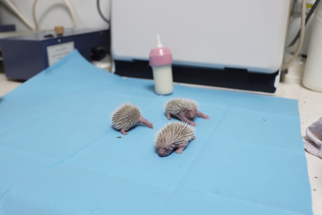 ANNESİZ 3 YAVRU KİRPİ ÖZEL OLARAK BAKILIYOR