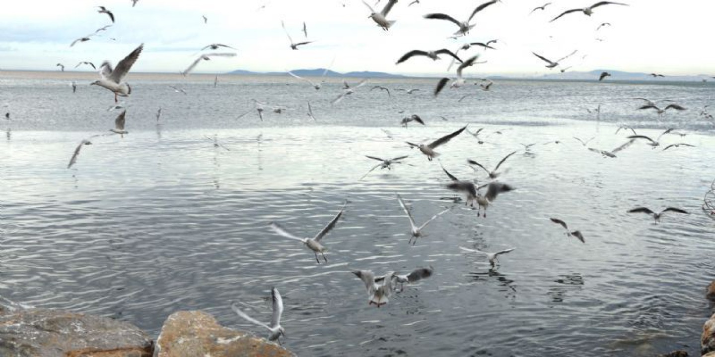 Balık Artıkları Martılara Yem Oluyor