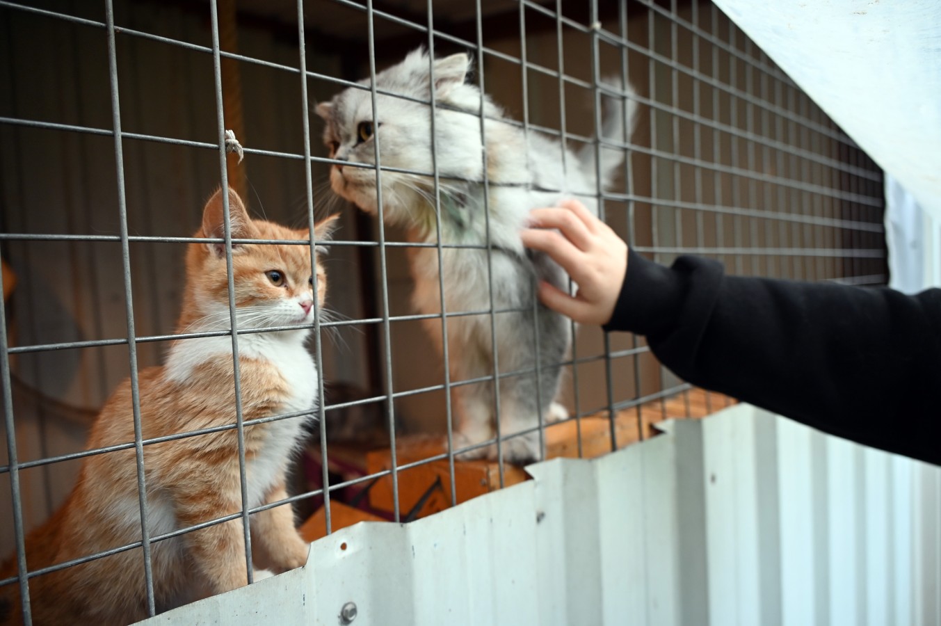 CAN DOSTLARA KAPSAMLI HİZMET SUNULUYOR