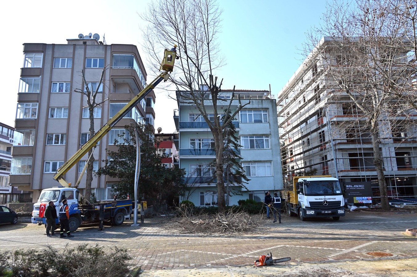 GAZİPAŞA CADDESİ’NDE AĞAÇ BUDAMA VE BAKIM ÇALIŞMASI