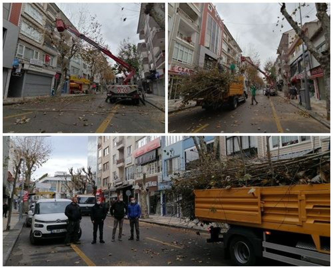İSTANBUL CADDESİNDE BULUNAN AĞAÇLARIN BUDAMASI GERÇEKLEŞTİRİLDİ