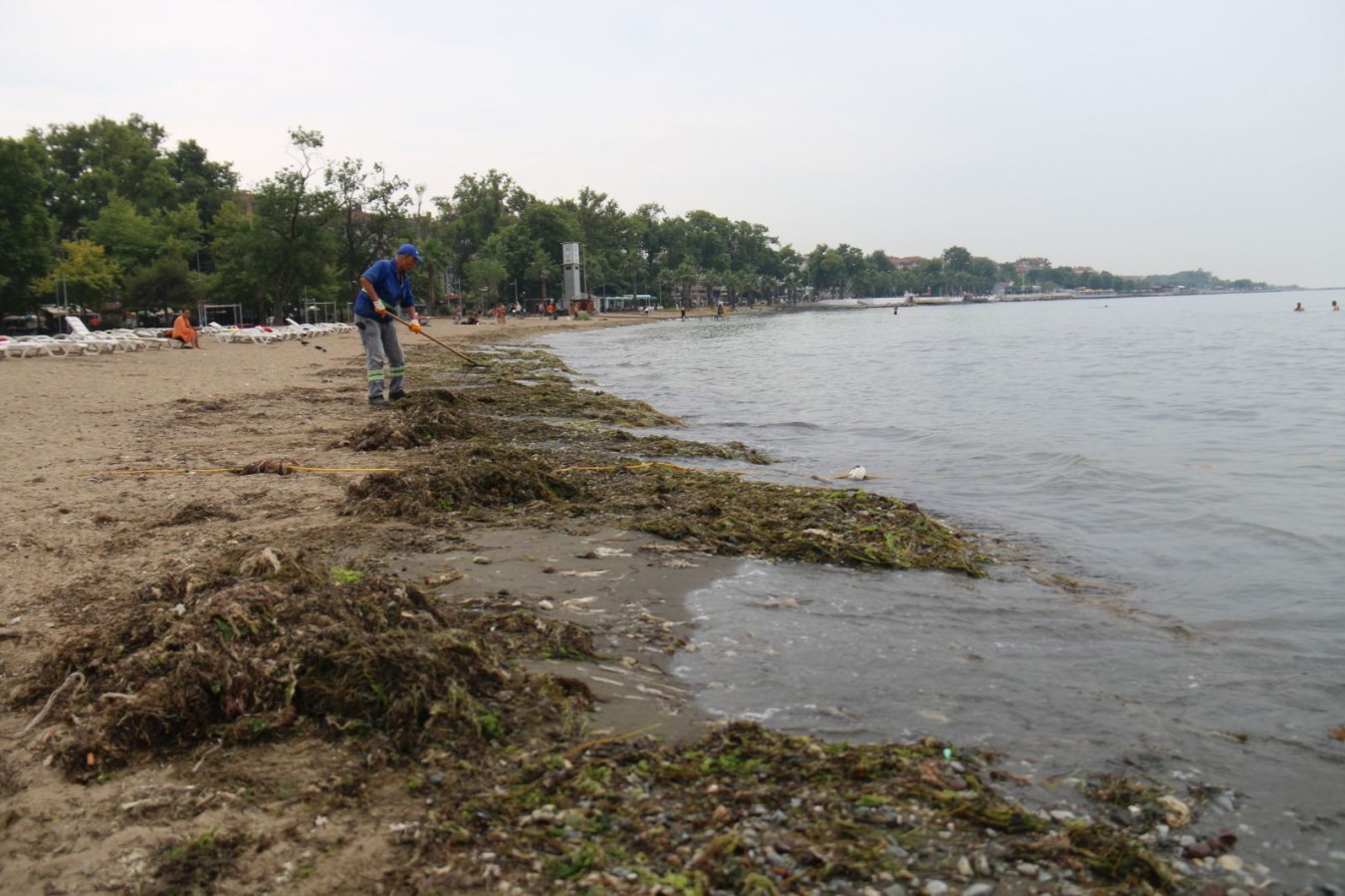 SAHİLLERDE YOSUN TEMİZLİĞİ DEVAM EDİYOR