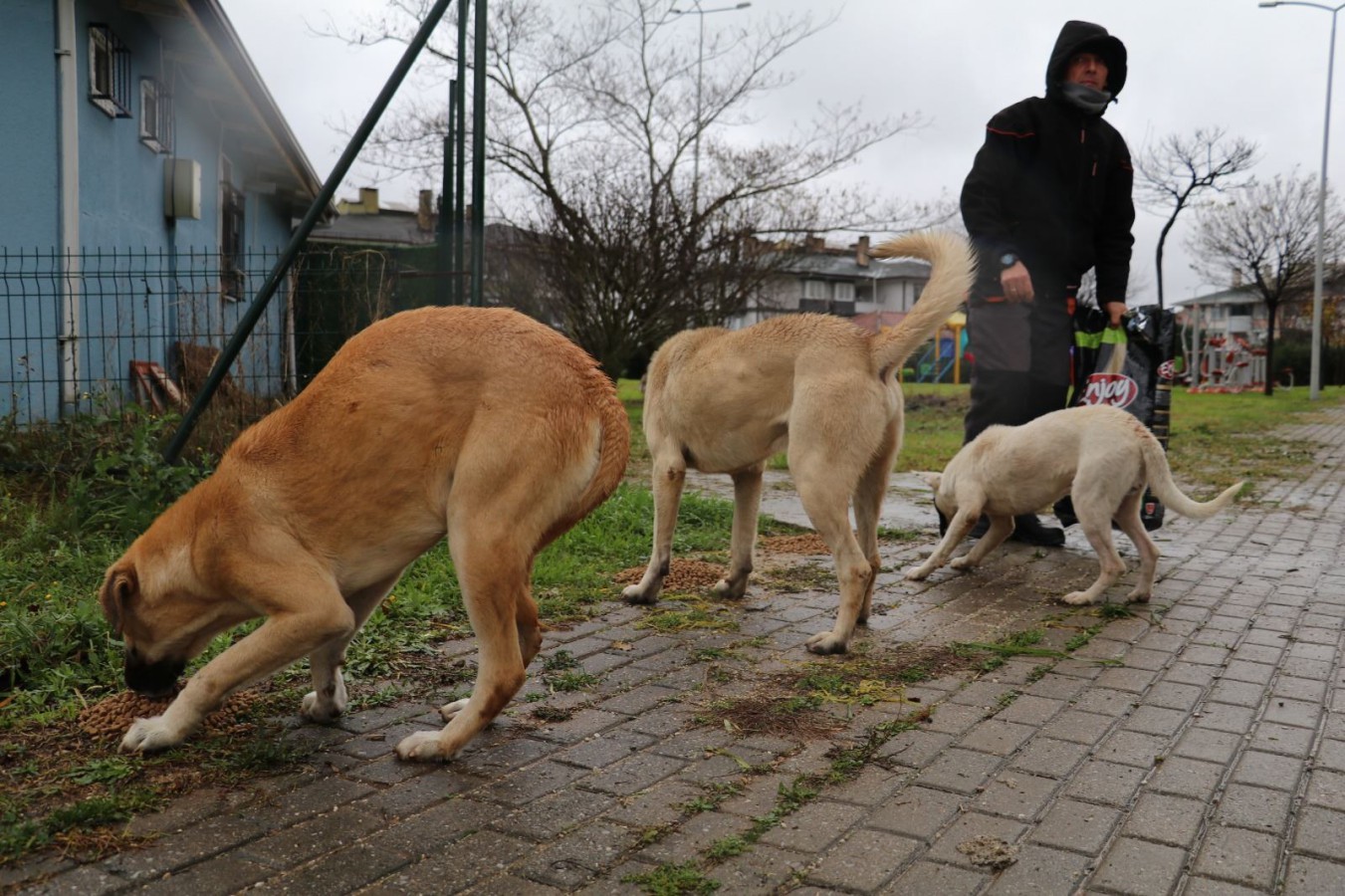 SOKAK HAYVANLARI SOĞUK HAVALARDA AÇ KALMAYACAK