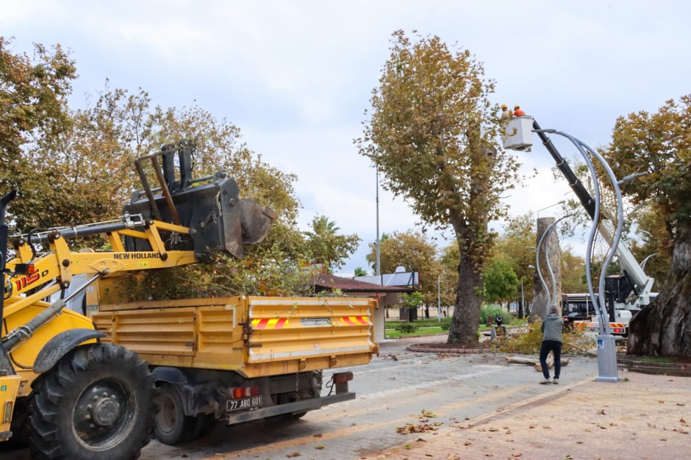 TARİHİ ANIT AĞAÇLARIN BAKIM VE BUDAMA ÇALIŞMALARI DEVAM EDİYOR