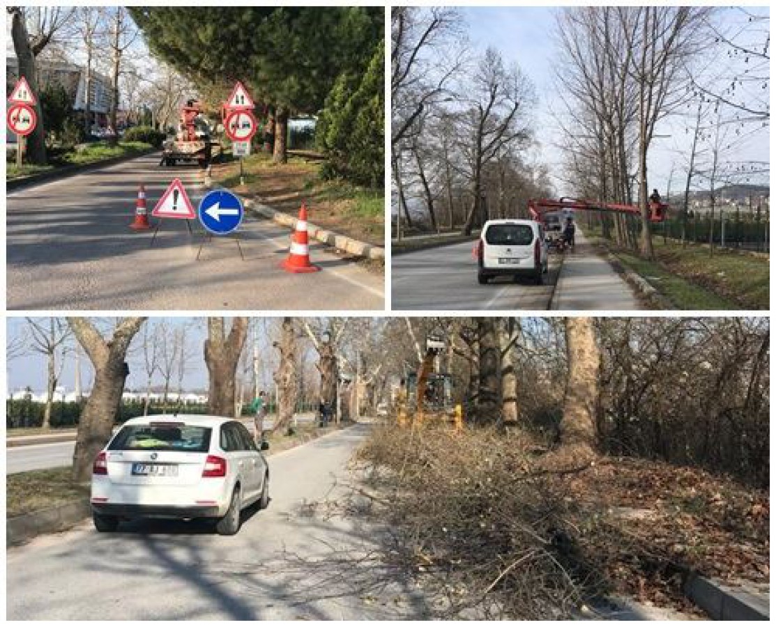 TARİHİ ÇINARLAR BAKIMI YAPILDI