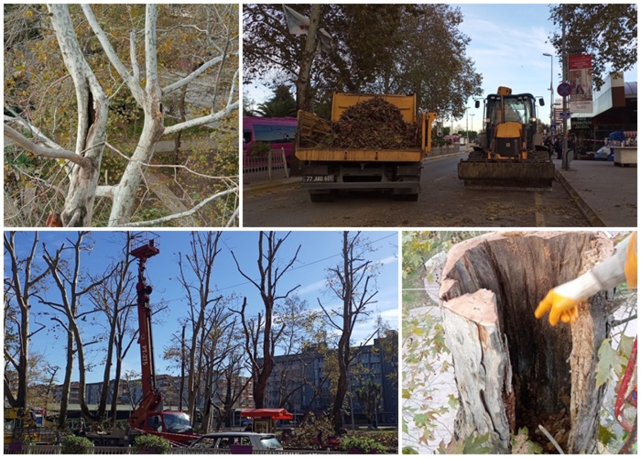 TEHLİKE ARZ EDEN AĞAÇLAR BUDANIYOR