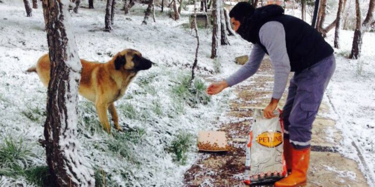 Yalova Belediyesi Sokak Hayvanlarını Unutmadı