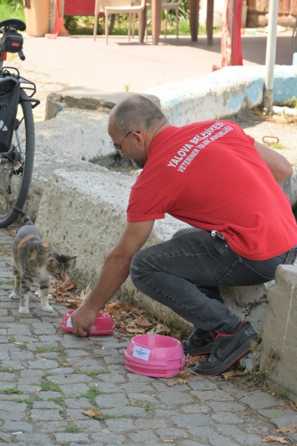 YALOVA’DA SOKAK HAYVANLARI SUYU KANA KANA İÇTİ