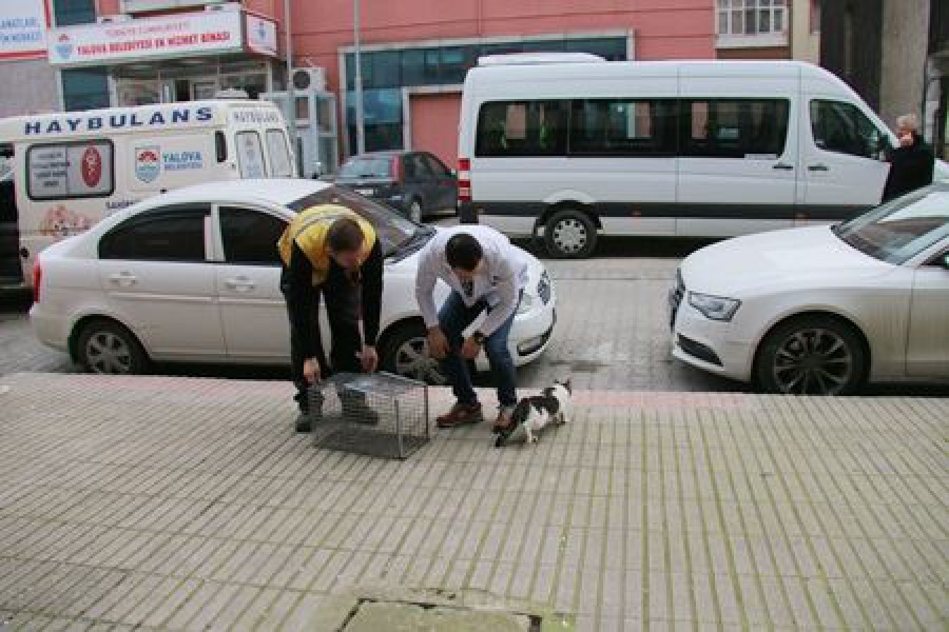 YALOVA’NIN KEDİSİ DOĞAL ORTAMINDA